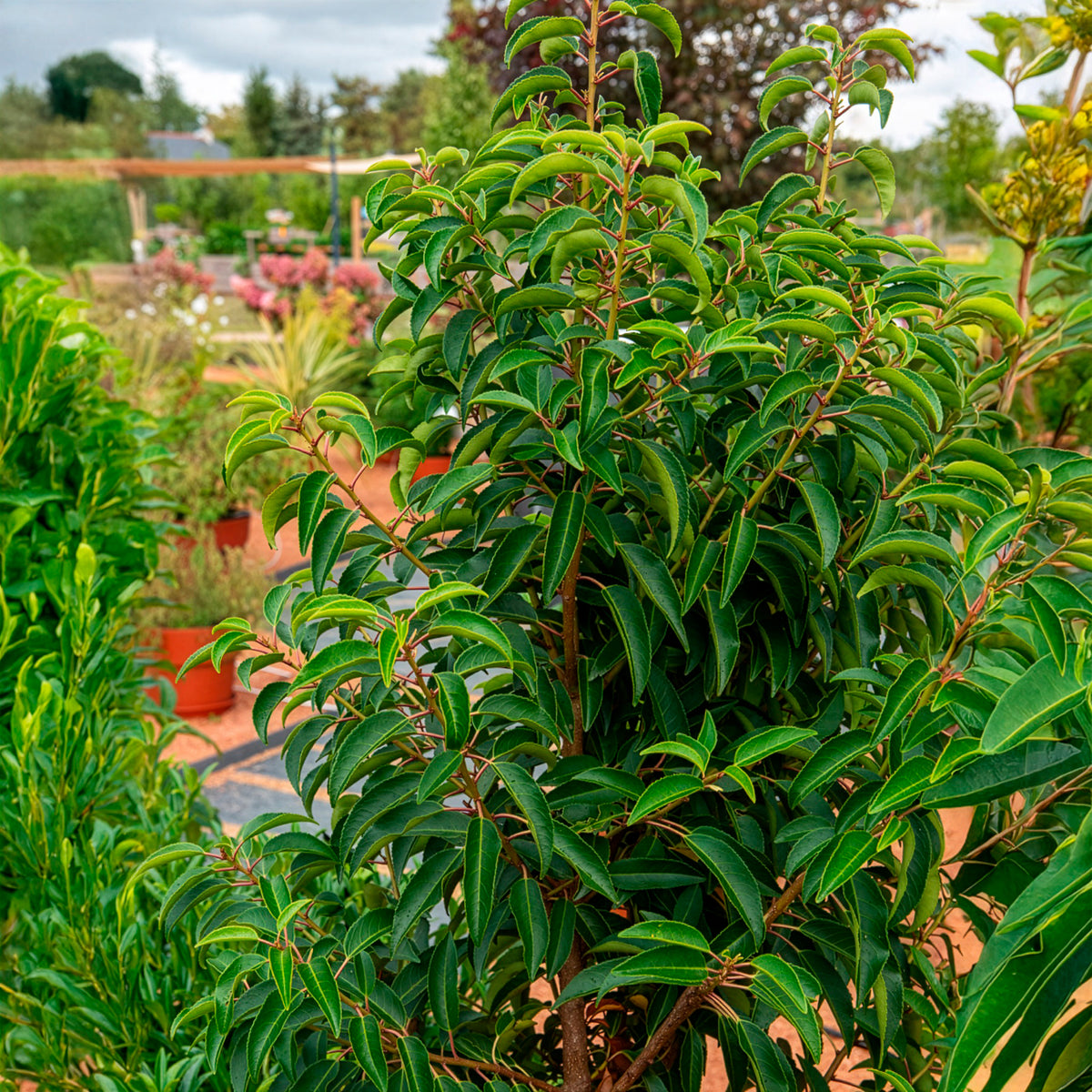 Laurier du Portugal - Lauriers - Laurus Nobilis - Bakker