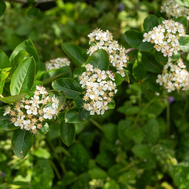 Aronia prunifolia 'nero' - Aronia prunifolia Nero - Arbustes