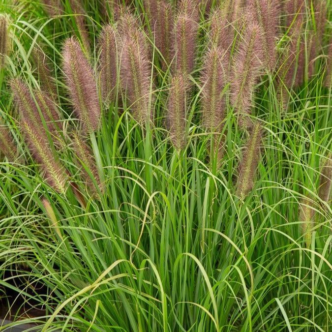 Herbe aux écouvillons Japonicum - Pennisetum - Pennisetum alopecuroides japonicum - Bakker