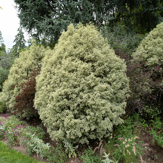 Pittosporum tenuifolium variegatum - Bakker