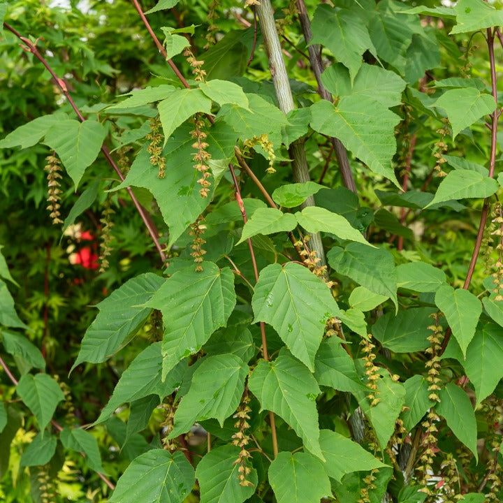Acer davidii - Erable du père David - Érable
