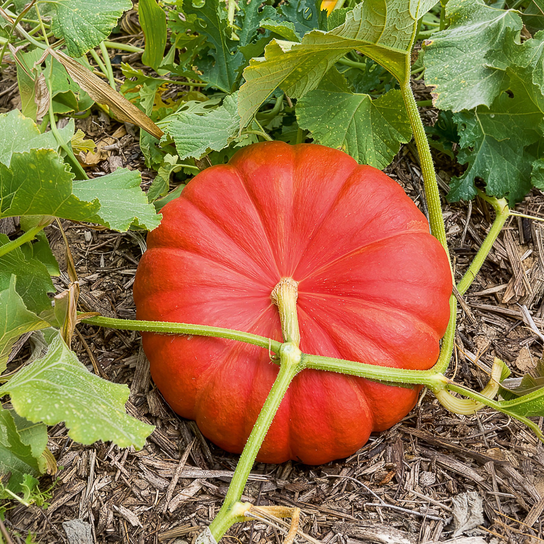 citrouille plante Plant Potiron