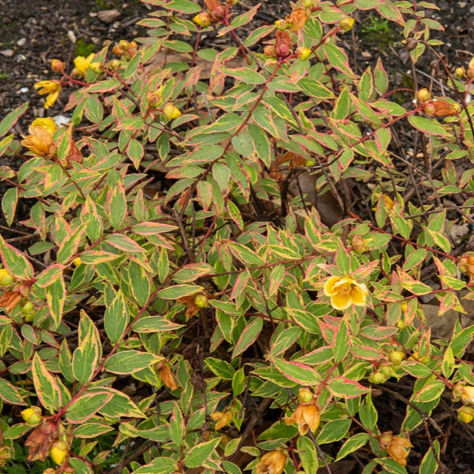 Millepertuis de Moser Tricolor - Hypericum x moserianum 'tricolor' - Bakker