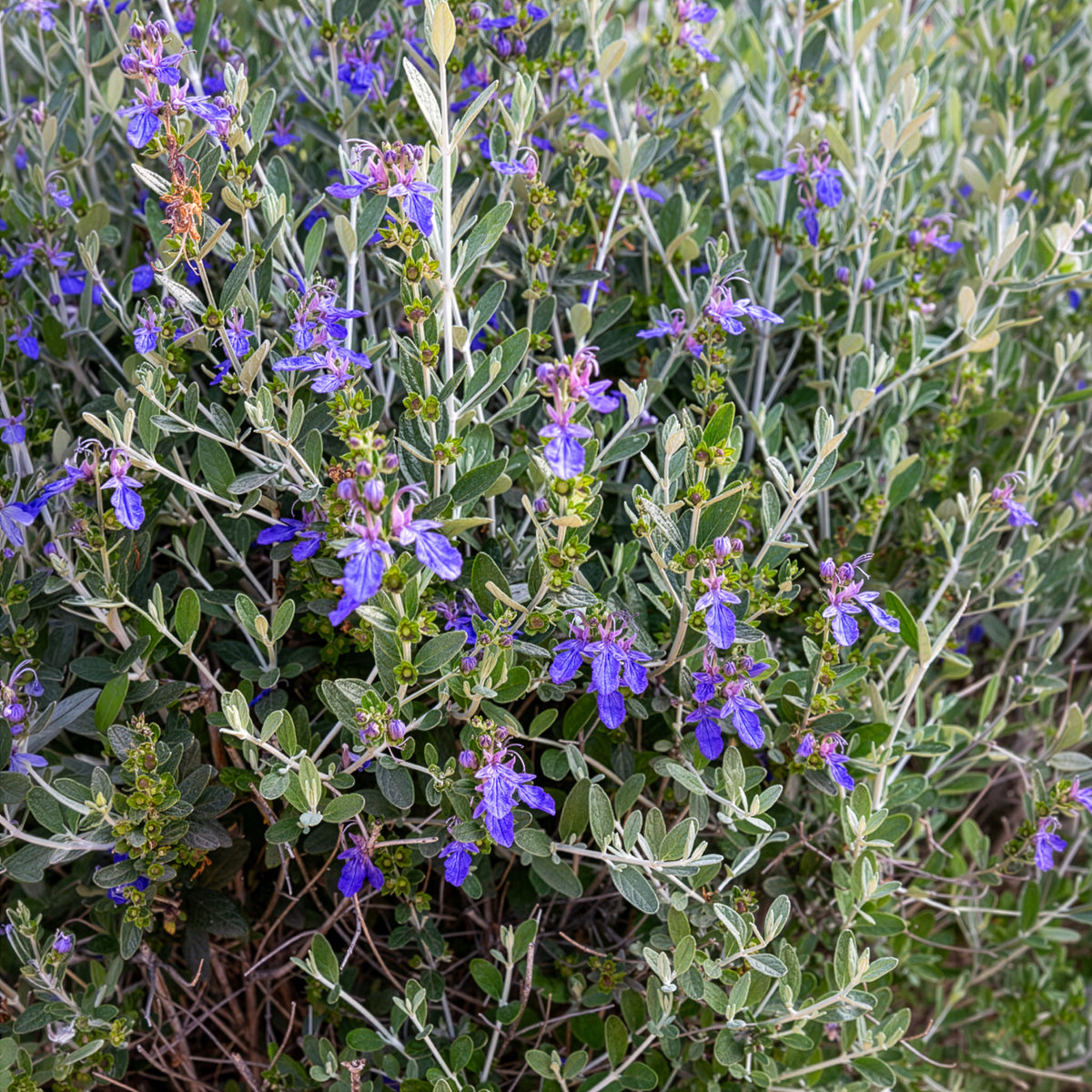 Germandrée arbustive Azureum - Bakker