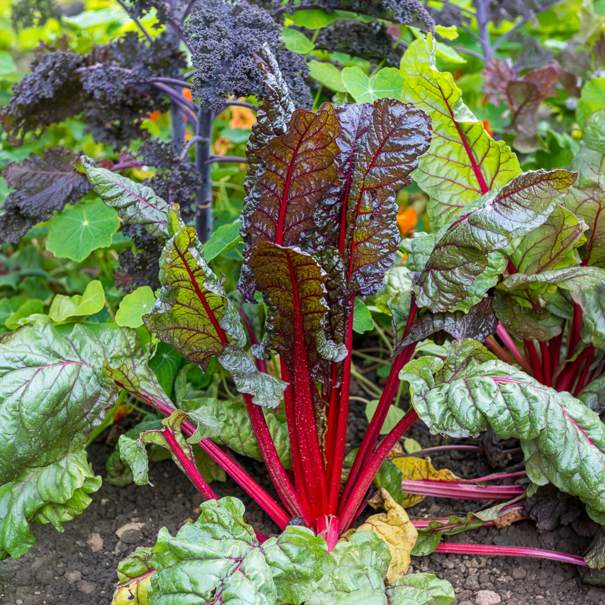 Poirée à carde rouge Rhubarb Chard