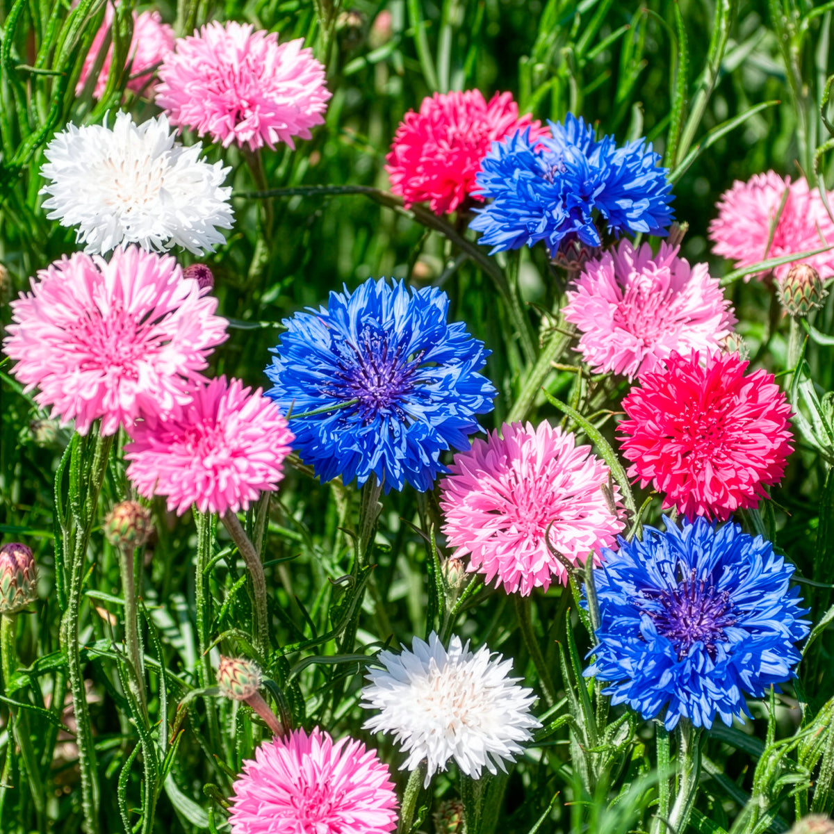 Centaurée à fleurs double en mélange - Bakker