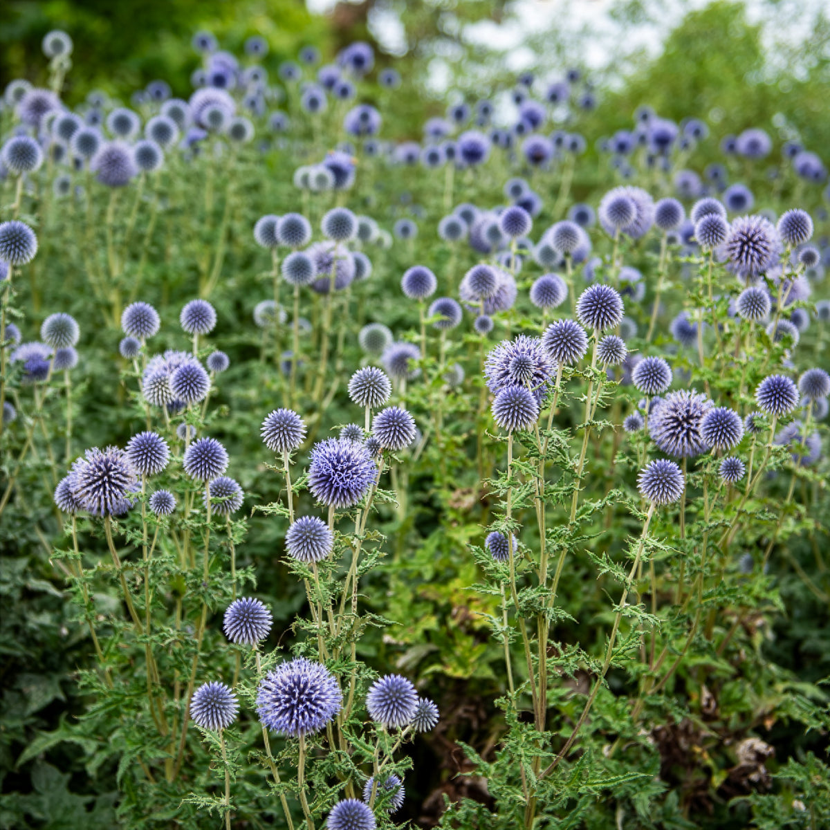 Boule azurée - Chardon boule - Echinops - Echinops ritro - Bakker