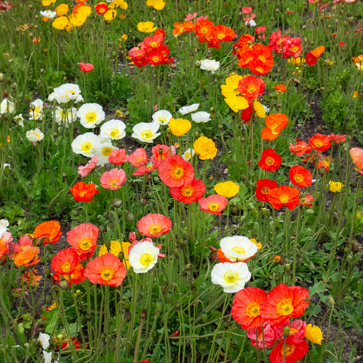 Vente Pavot d'Islande Artist's Glory en mélange - Papaver nudicaule