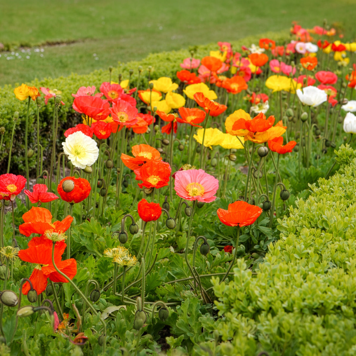 Papaver nudicaule - Pavot d'Islande Artist's Glory en mélange - Terrasse et balcon
