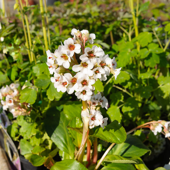 Bergenia Silberlicht - Bergénia Silberlicht - Bergénia