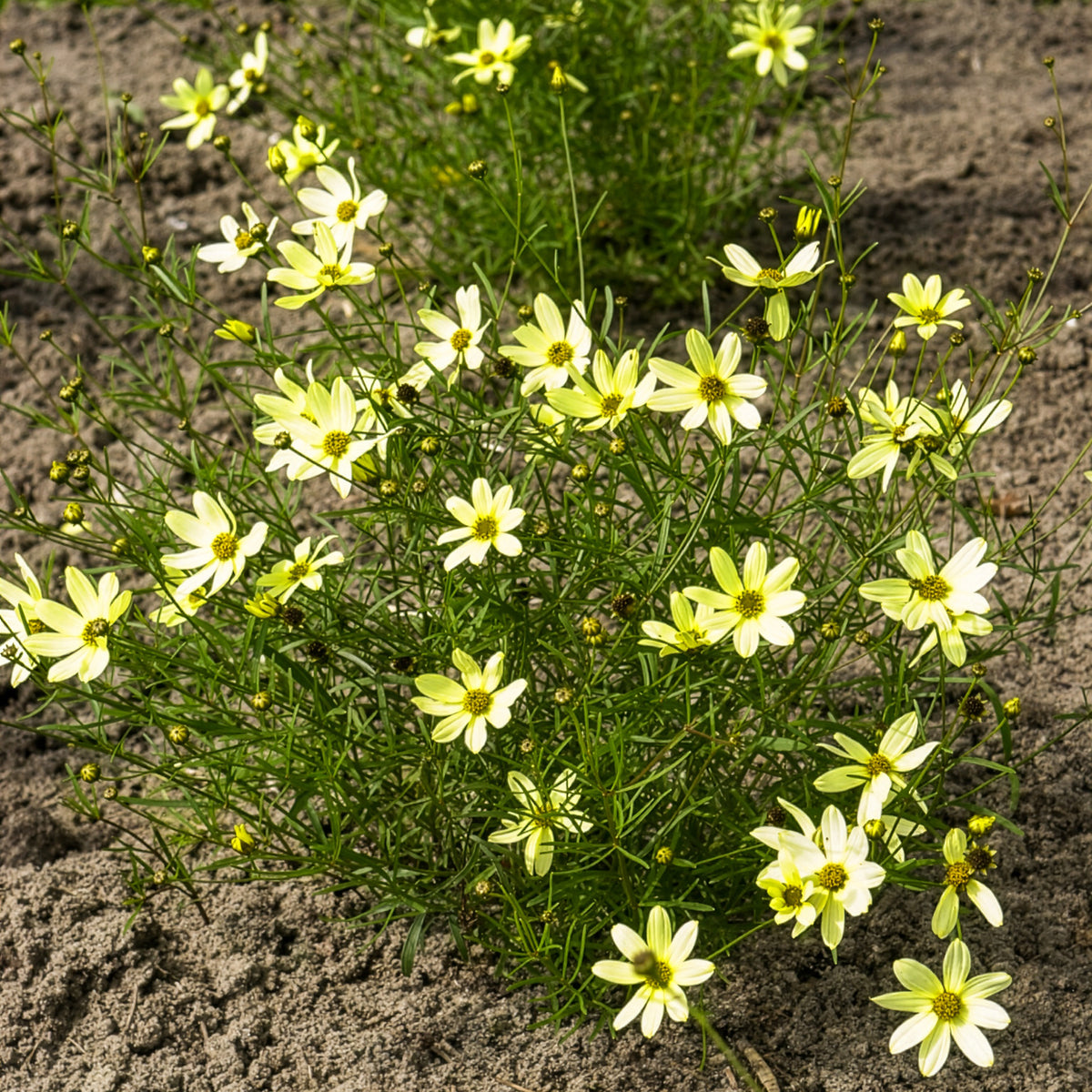 Coréopsis - Coréopsis verticillé Moonbeam - Coreopsis verticillata Moonbeam