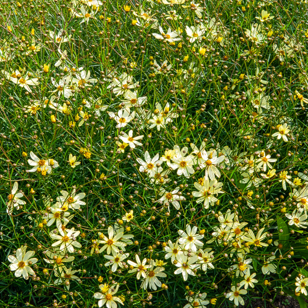 Coréopsis verticillé Moonbeam - Bakker
