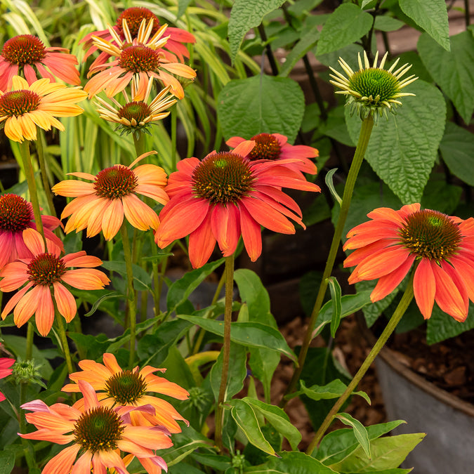 Echinacée pourpre Cheyenne Spirit - Echinacea purpurea Cheyenne Spirit - Bakker