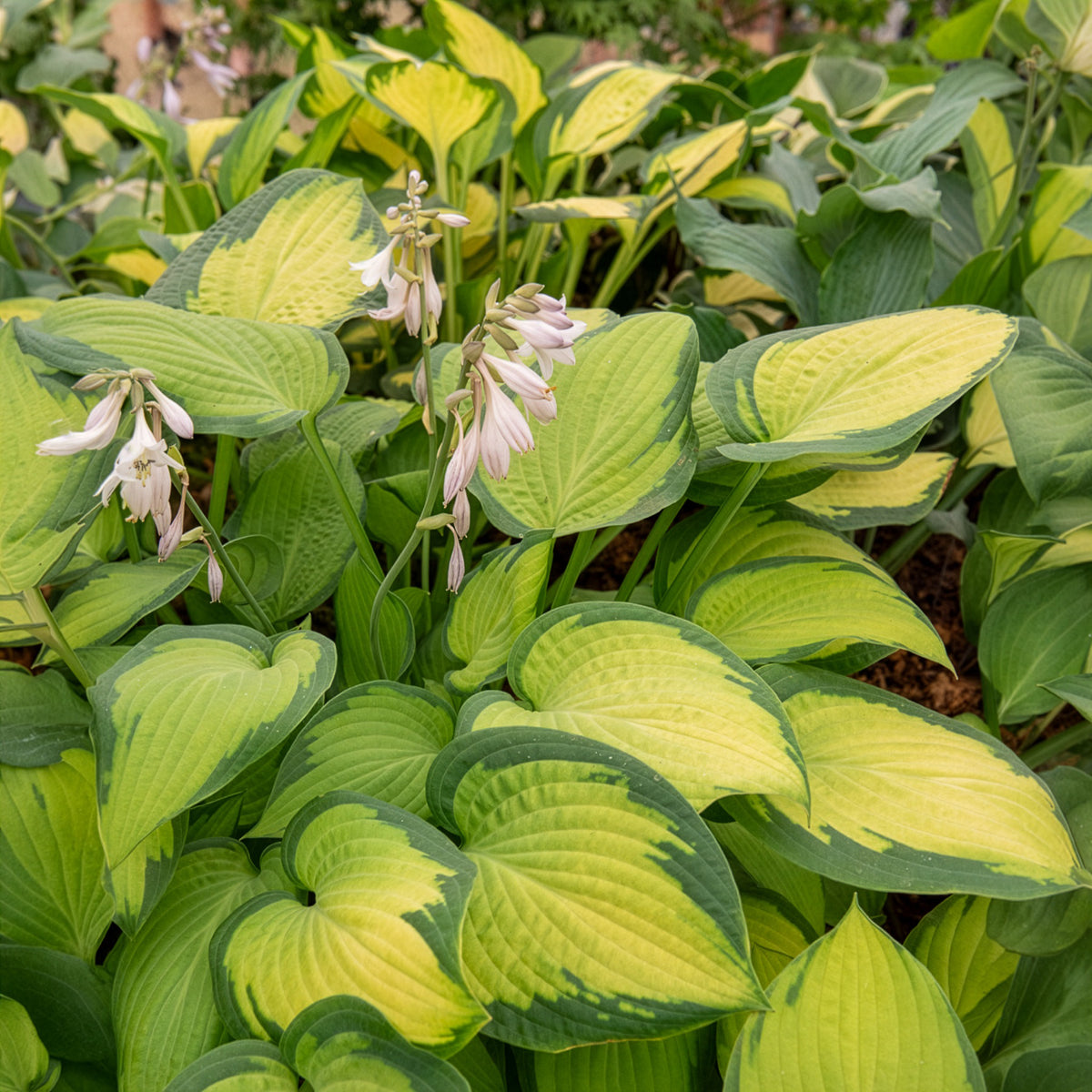 Hosta Paul's Glory - Hosta hybride pauls glory - Bakker