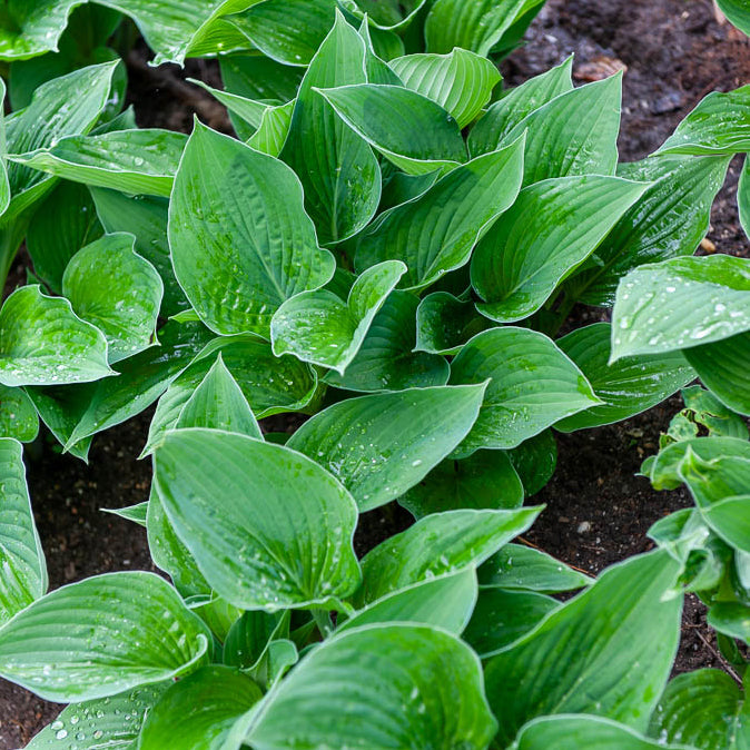Hosta sieboldiana Elegans - Hosta sieboldiana elegans - Bakker
