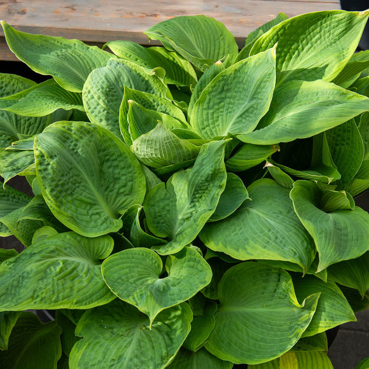 Hosta Frances Williams à marge jaune - Hosta sieboldiana frances williams - Bakker