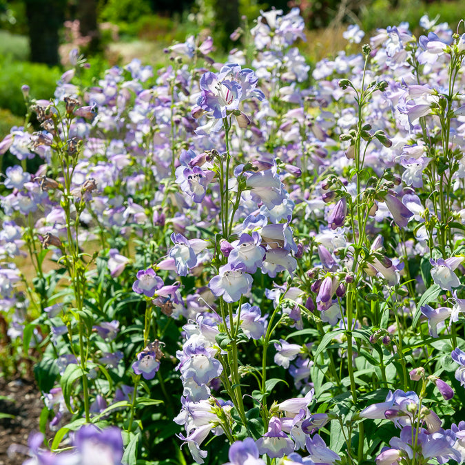 Penstemon Alice Hindley - Galane Alice Hindley - Penstemon - Galane