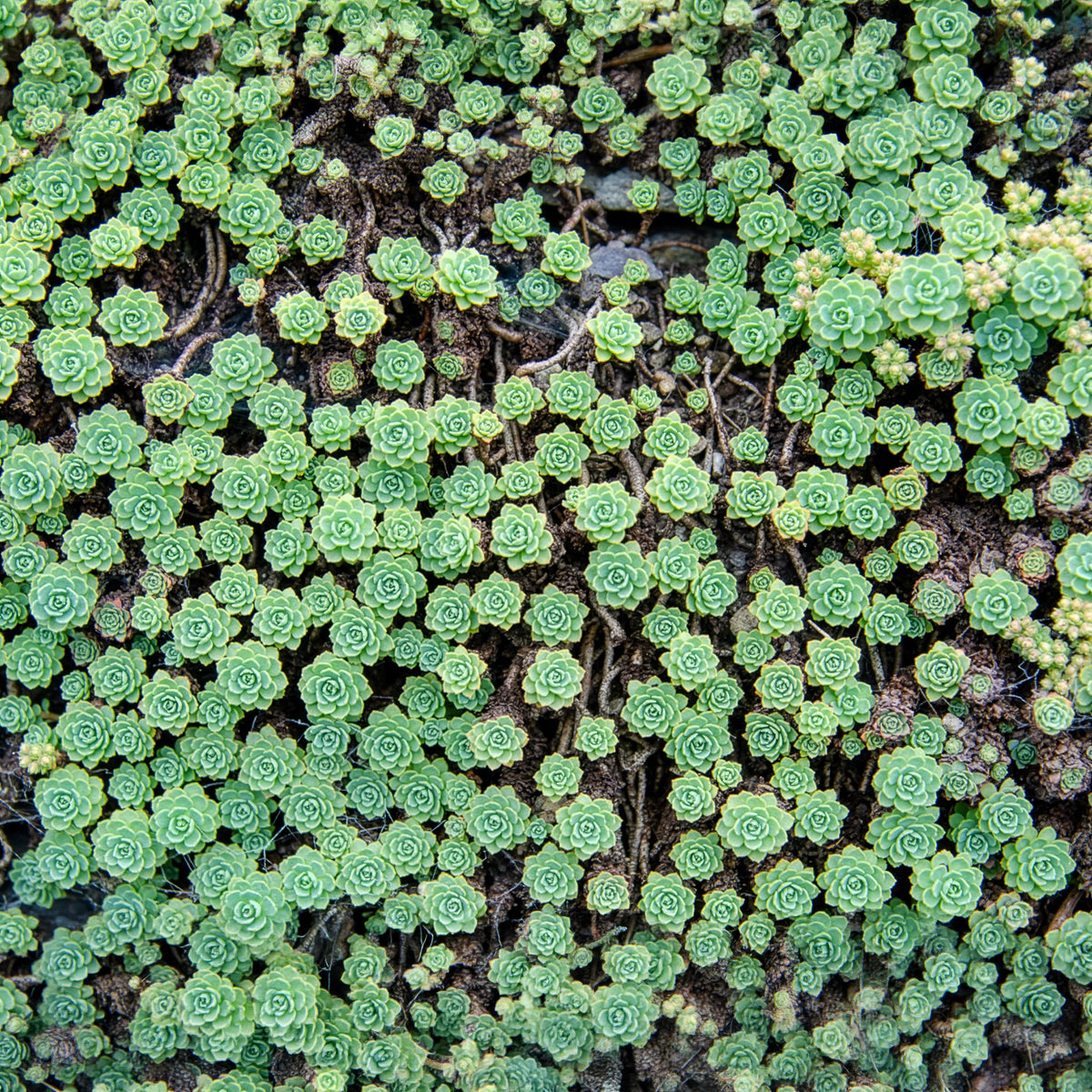 Sedum pachyclados - Sedum pachyclados - Bakker