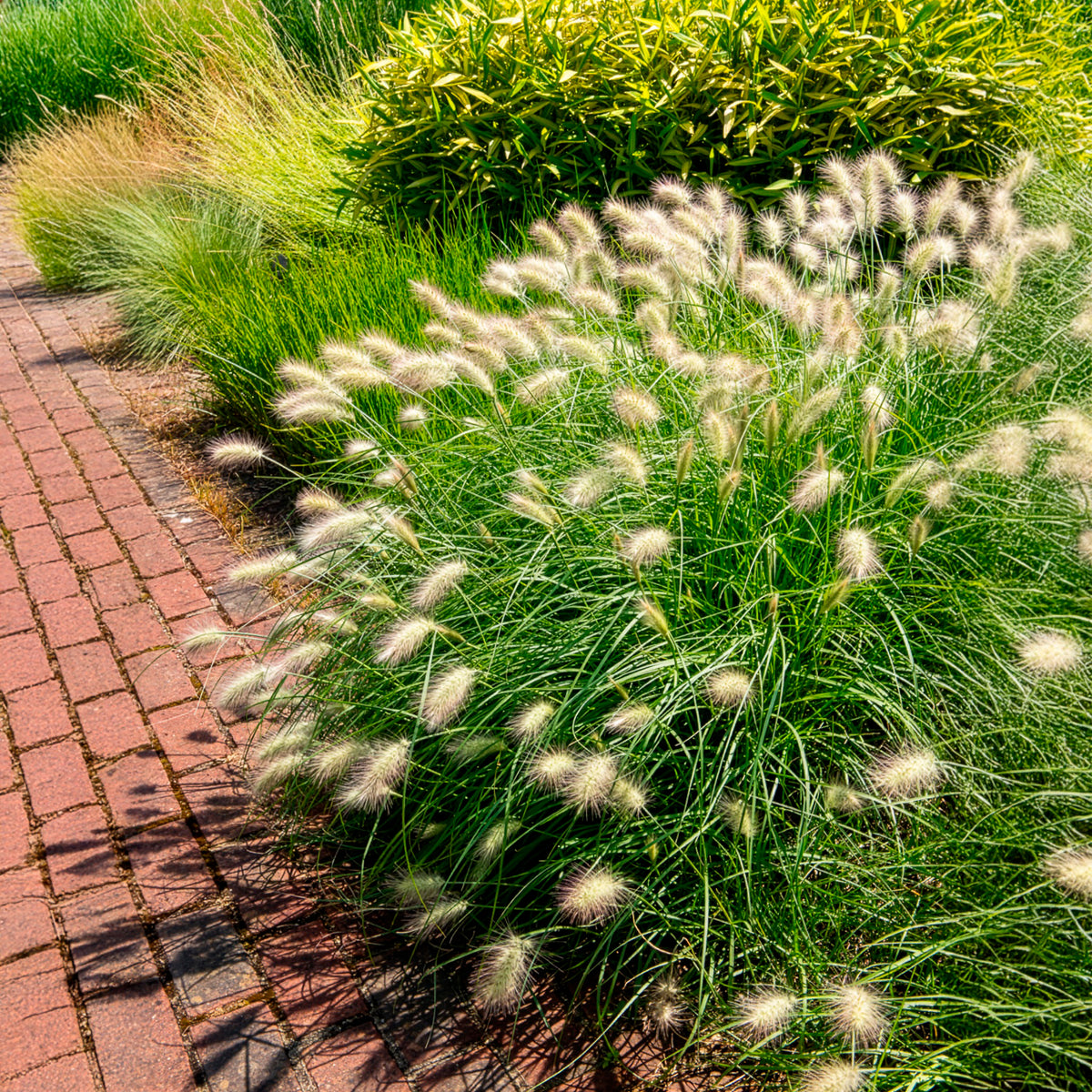 Pennisetum - Herbe aux écouvillons hérissée - Pennisetum - Pennisetum villosum