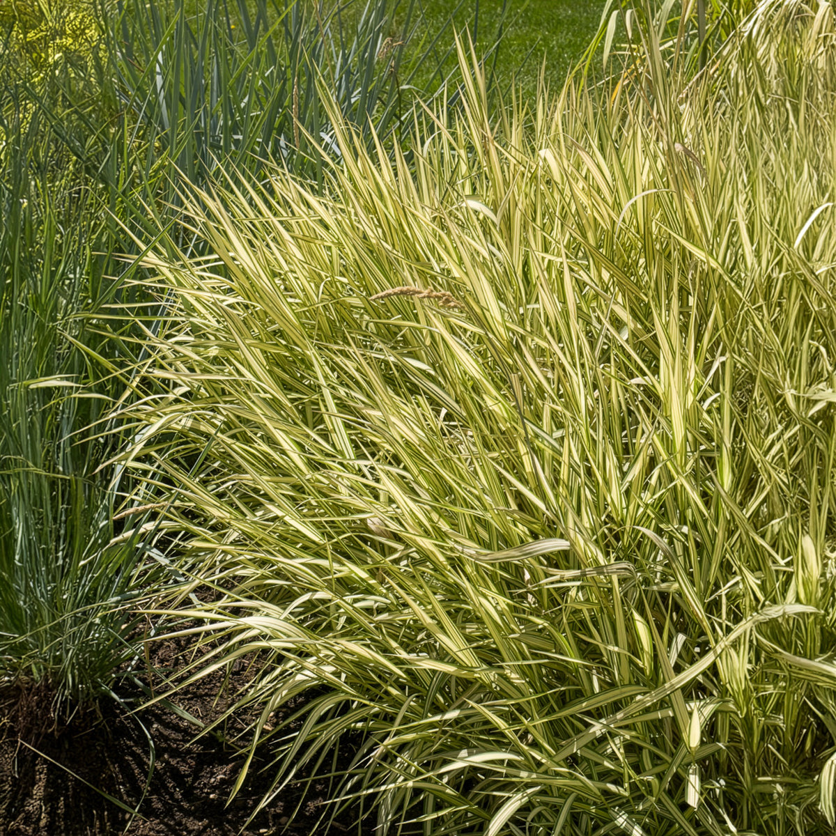 Vente Phalaris panaché Feesey - Baldingère faux-roseau - Phalaris arundinacea Feesey