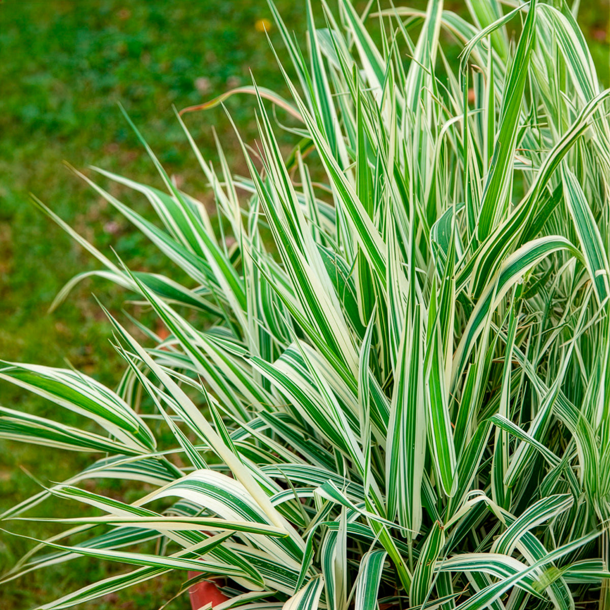 Phalaris arundinacea Picta - Phalaris panaché -Baldingère faux roseau - Roseaux