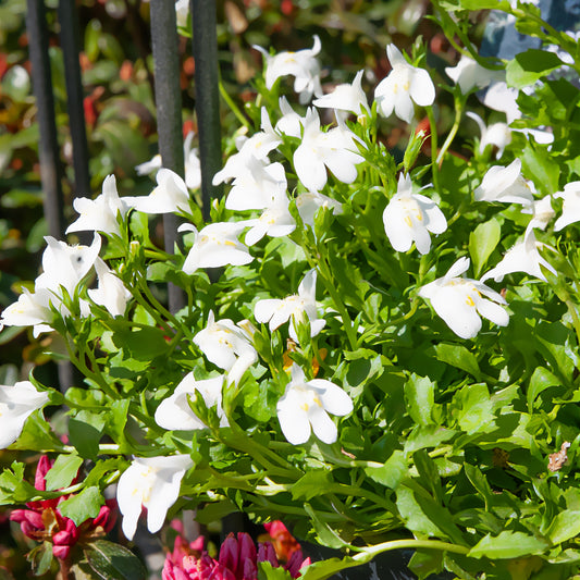 Mazus rampant blanc - Bakker