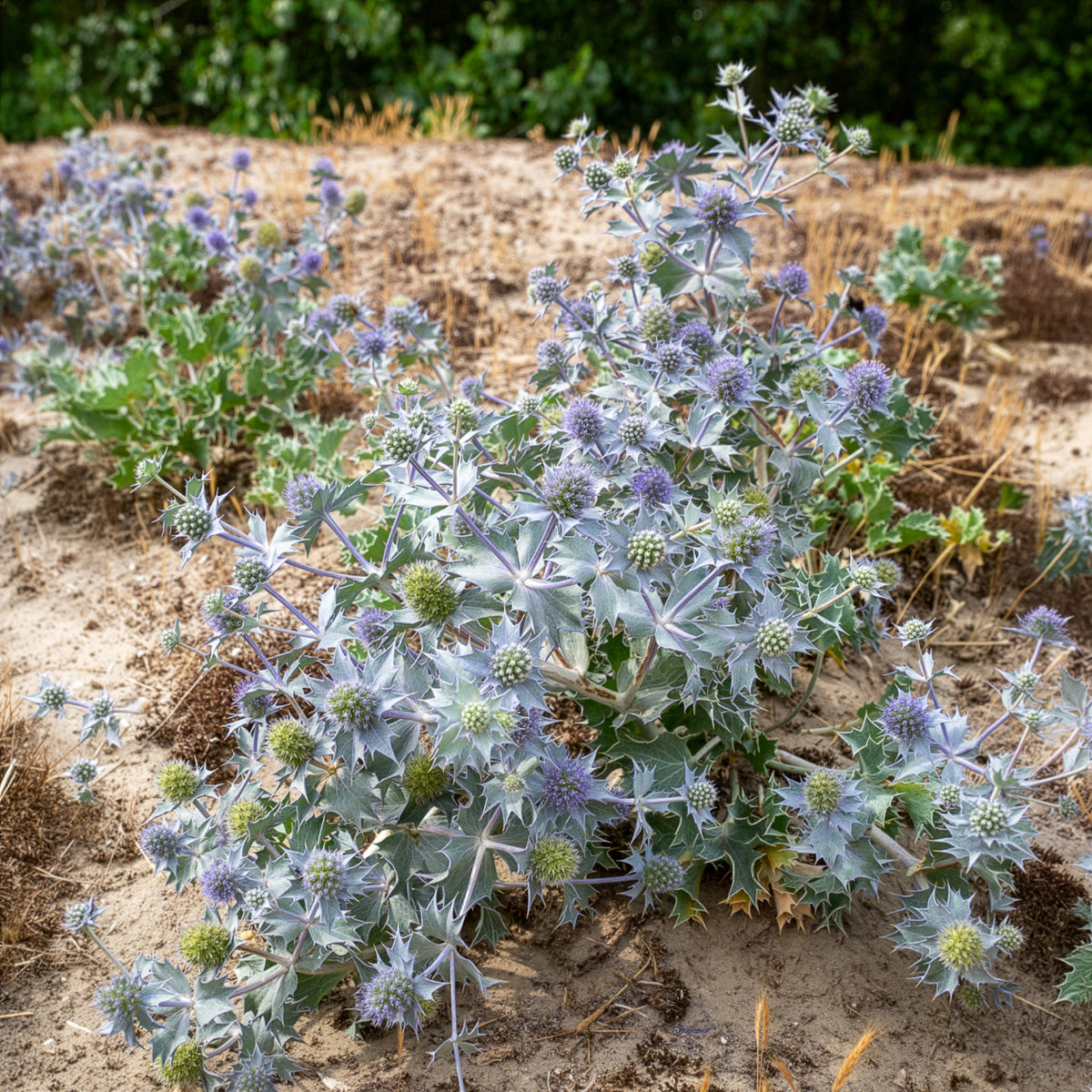 Panicaut maritime - Eryngium maritimum - Bakker