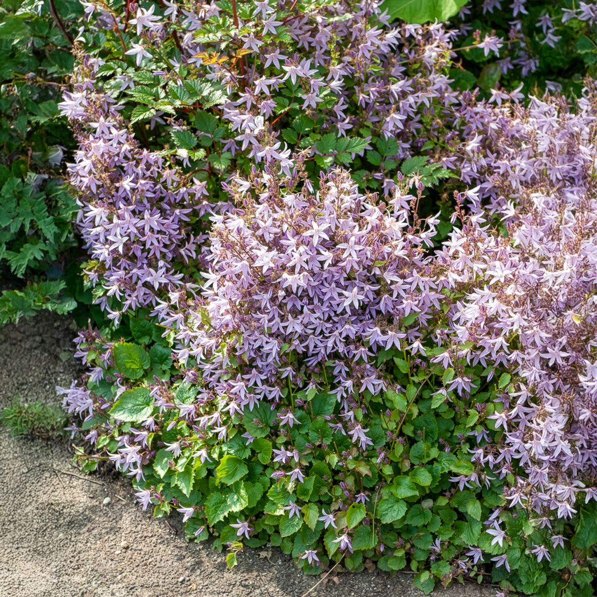 Campanule des murets Lisduggan - Campanula poscharskyana Lisduggan Variety - Bakker