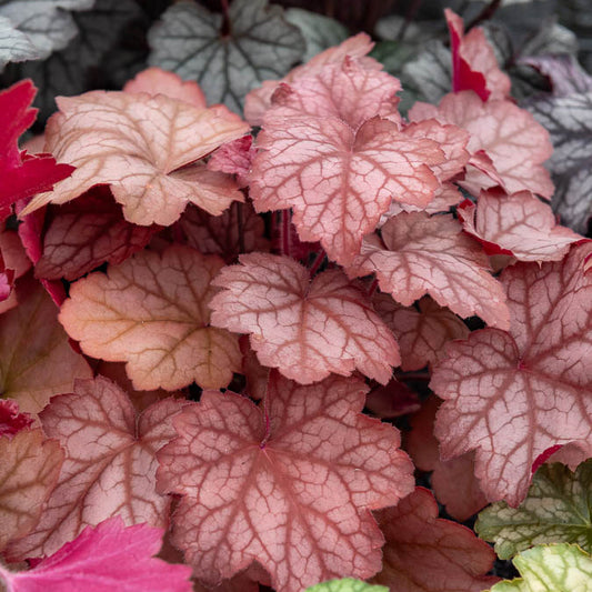 Heuchère Georgia Peach - Bakker