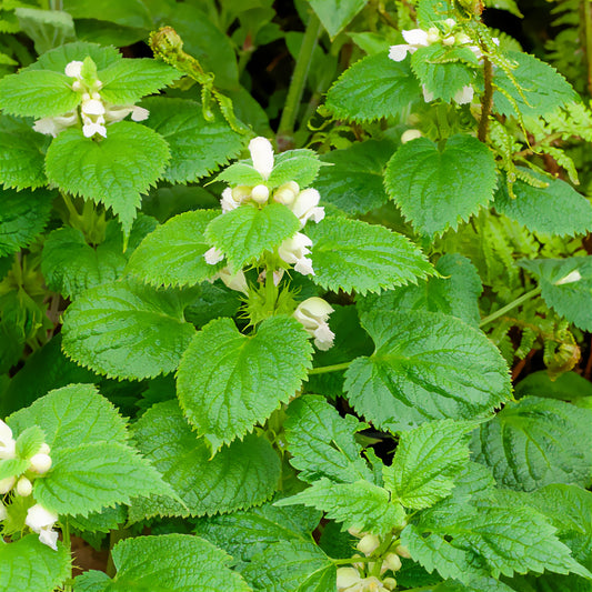 Lamier orvale - Bakker