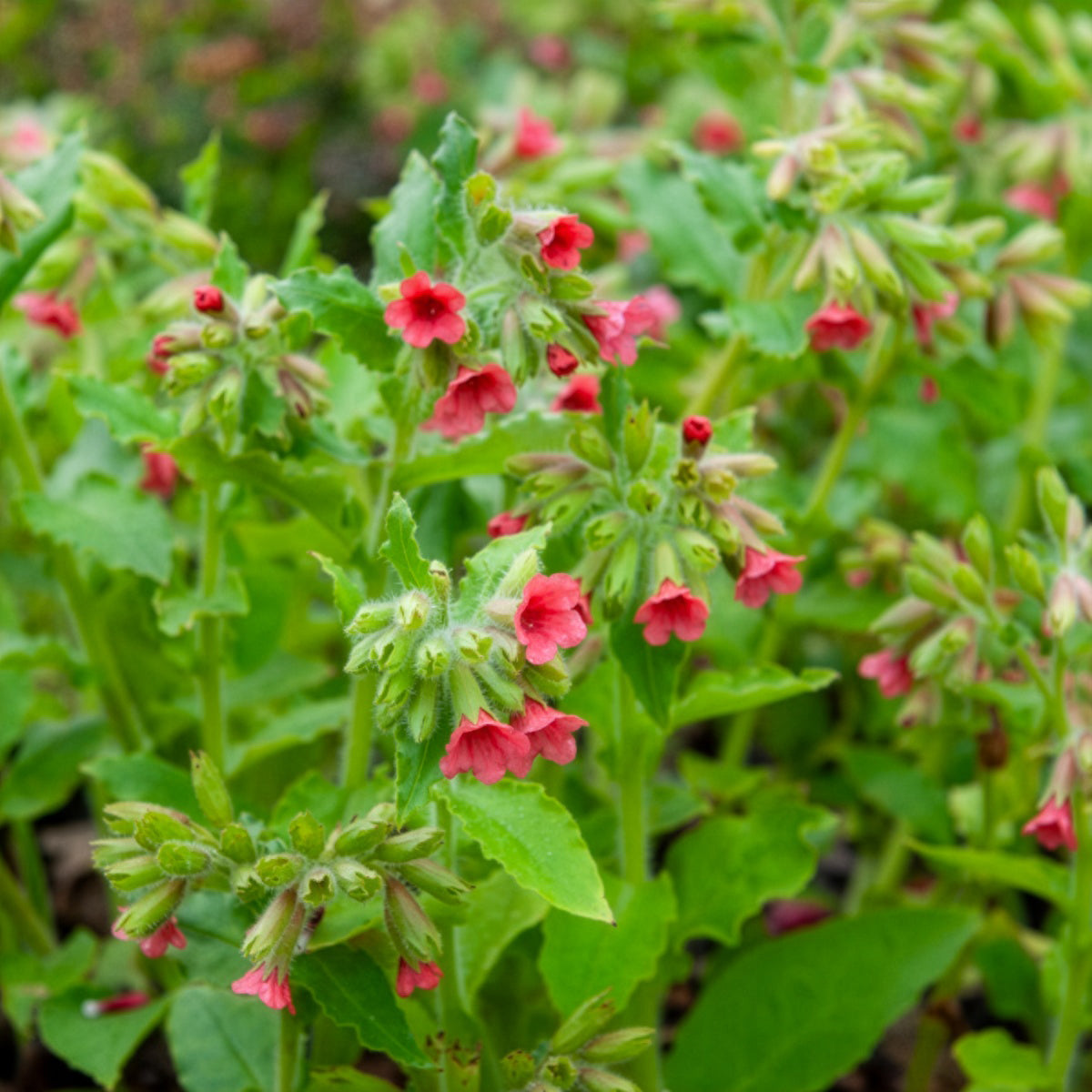 Pulmonaire rouge - Bakker