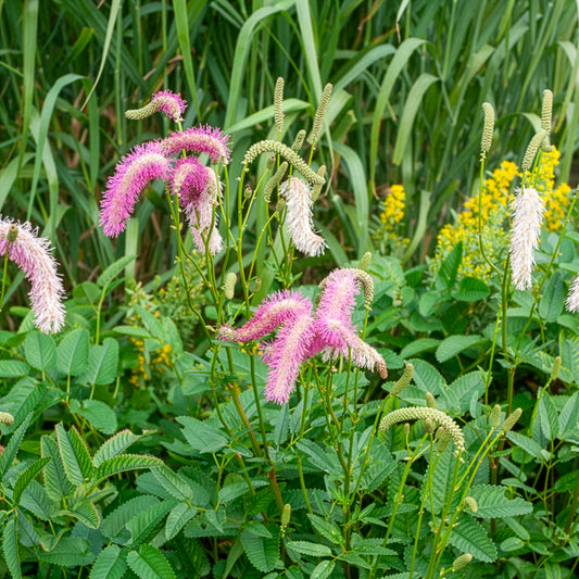 Pimprenelle Pink Brushes - Sanguisorbe - Bakker