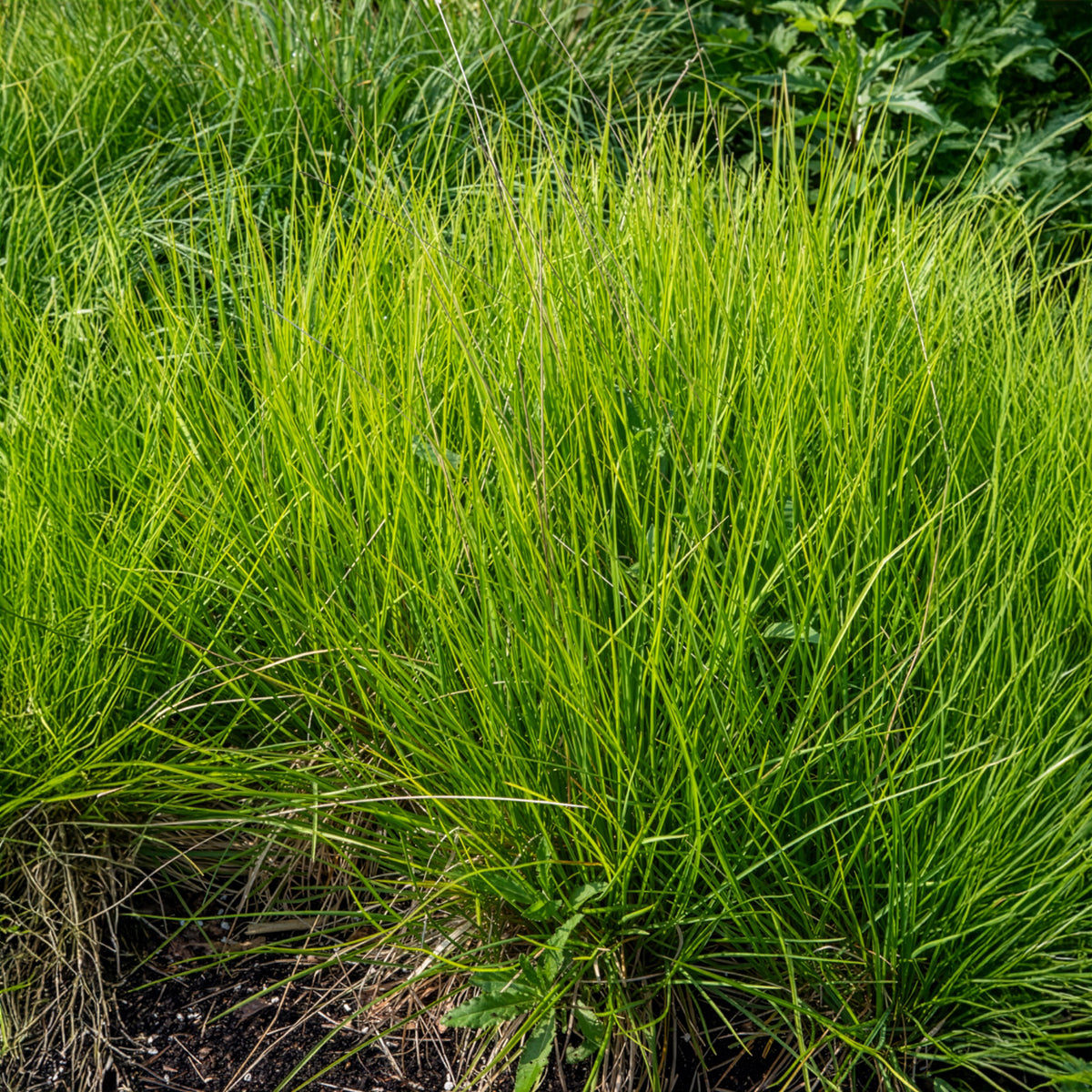 Seslérie des landes - Bakker