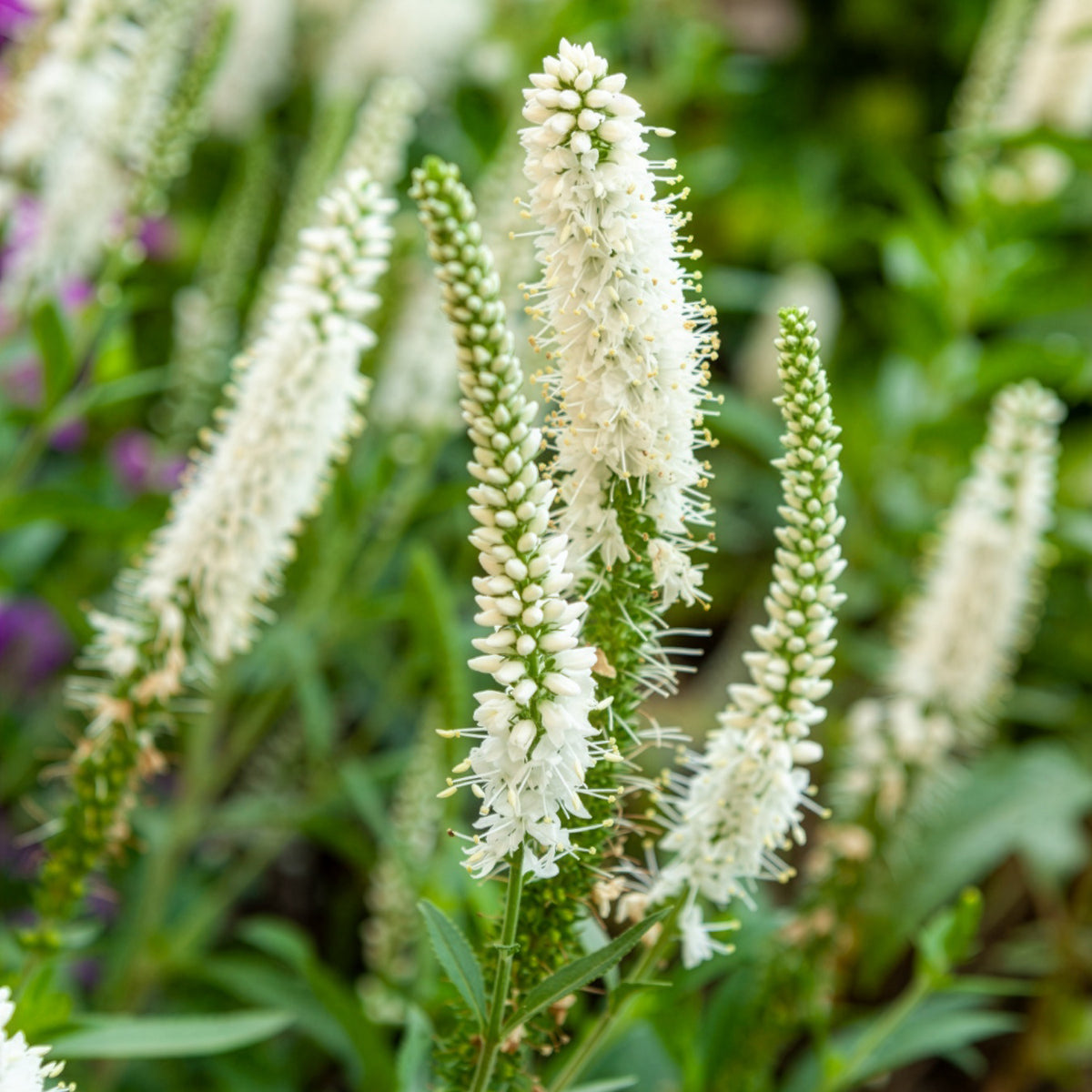Véronique en épis blanche - Veronica spicata alba - Bakker