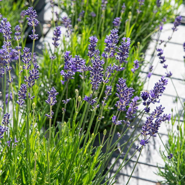 Lavandula angustifolia 'munstead' - Lavande vraie Munstead - Lavande