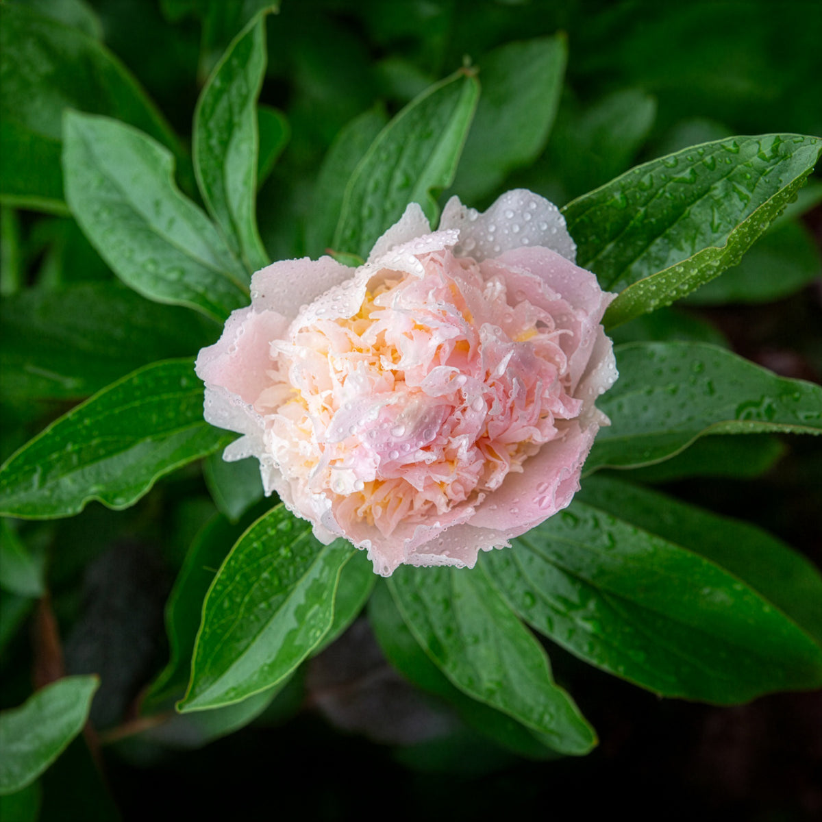 Pivoine lactiflora Fleur de Pêcher - Paeonia lactiflora peche - Bakker