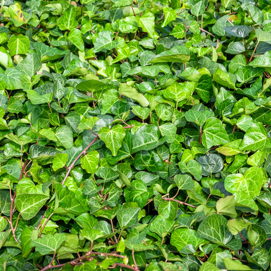 Lierre couvre-sol d'Alger - Bakker