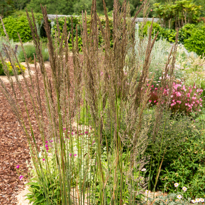 Vente Calamagrostide érigée Karl Foester - Calamagrostis x acutiflora Karl Foerster