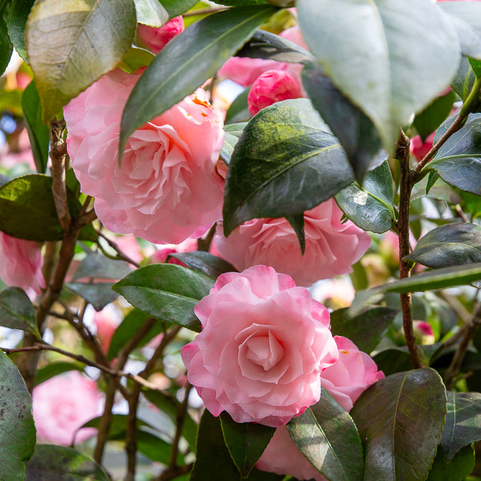 Camellia japonica Nuccio's Pearl - Camélia du Japon Nuccio's Pearl - Camellia