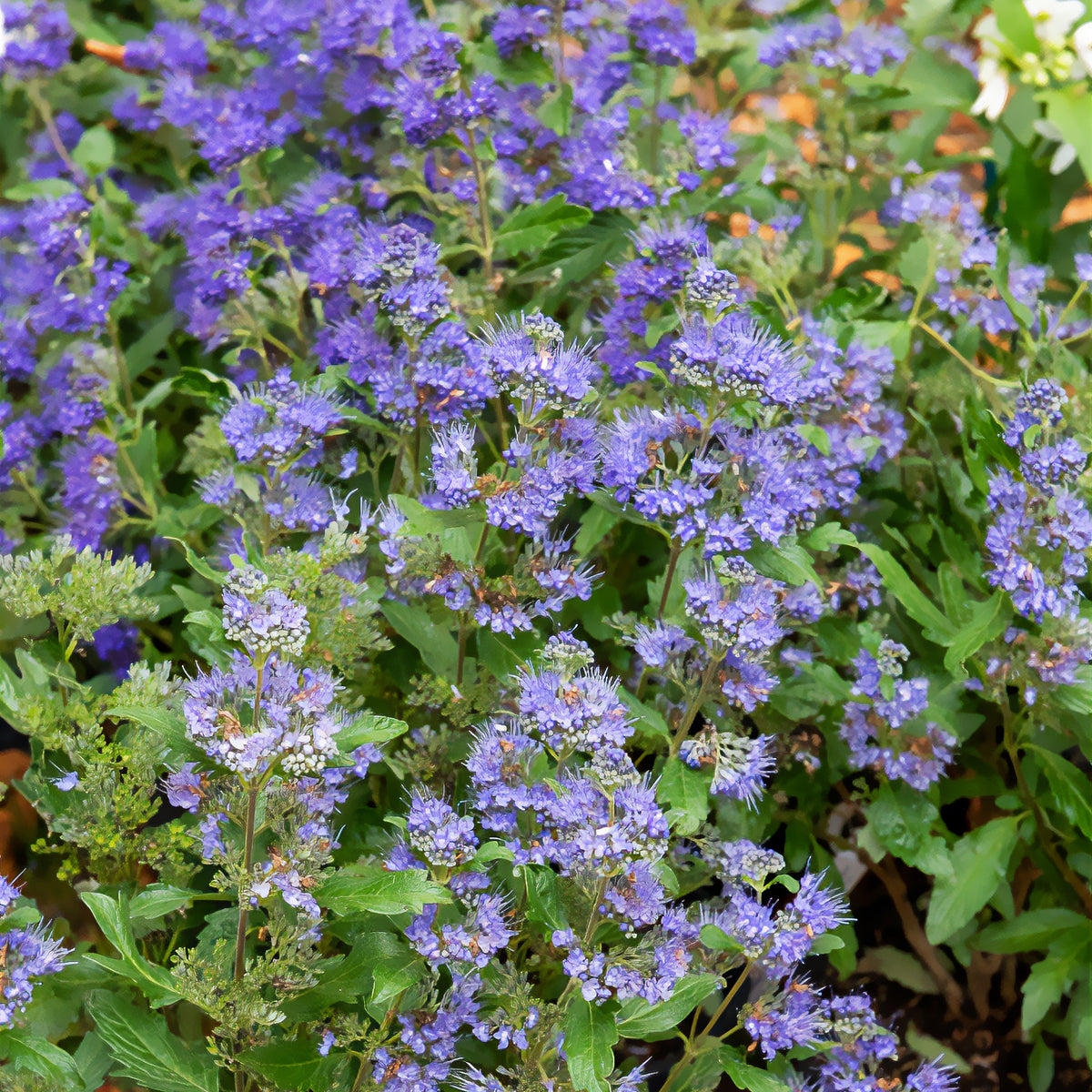 Caryopteris Grand Bleu® Inoveris - Caryopteris clandonensis Grand Bleu ® Inoveris - Bakker