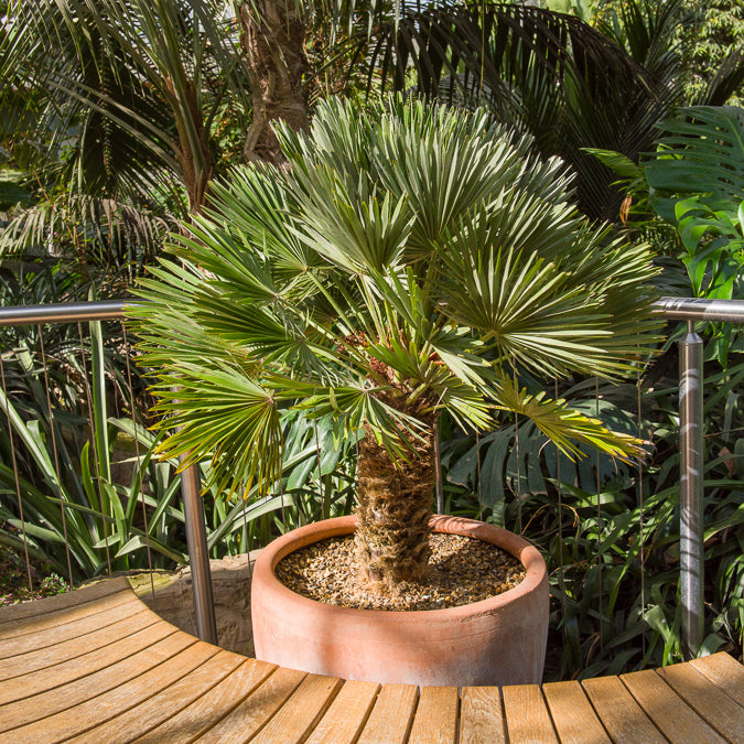 Chamaerops humilis Vulcano  - Palmier nain Vulcano - Palmiers