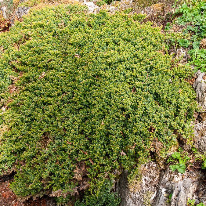 Plantes couvre-sol - Genévrier rampant Nana - Juniperus procumbens Nana