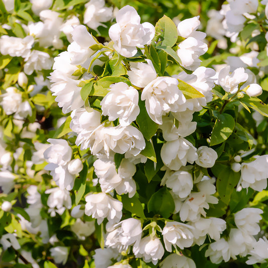 Seringat Manteau d'Hermine - Philadelphus - Bakker