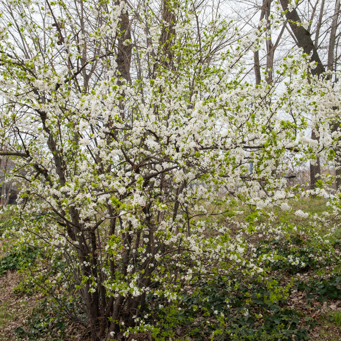Prunellier - Prunus spinosa - Bakker