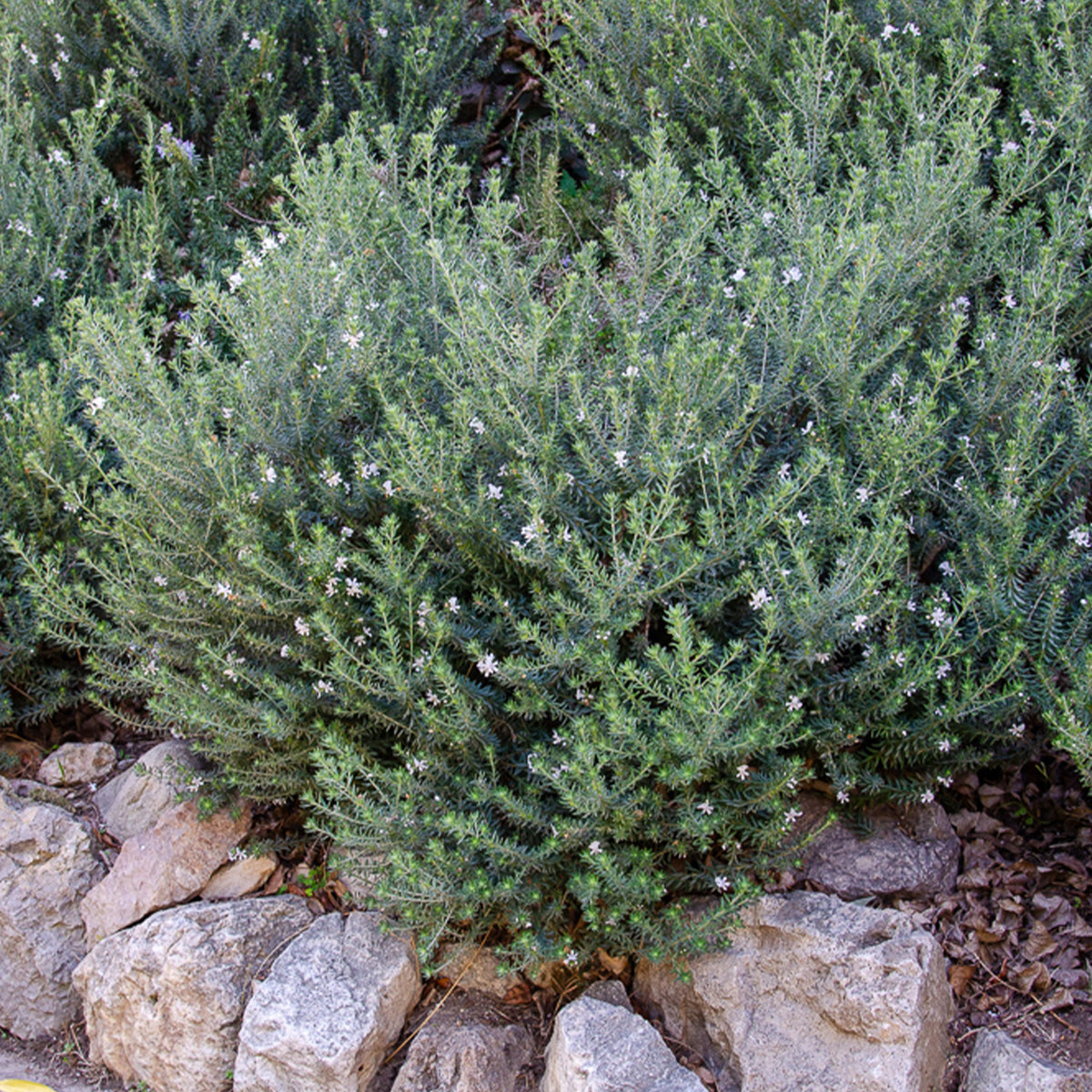 Westringia fruticosa - Romarin d'Australie - Plantes mediterranéennes d'extérieur