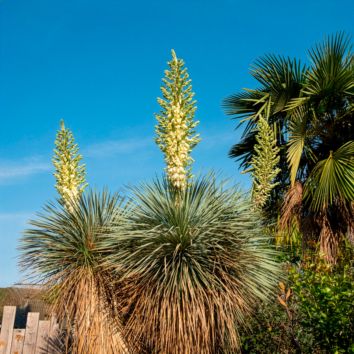 Yucca bleu - Yucca rostrata - Bakker
