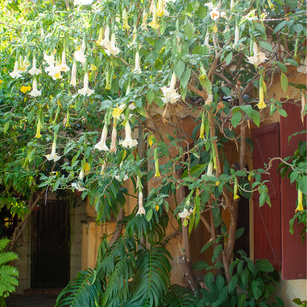 Brugmansia arborea - Brugmansia blanc - Plantes de terrasses et balcons