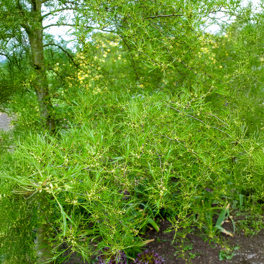 Aulne glutineux Imperialis - Alnus glutinosa Imperialis - Bakker