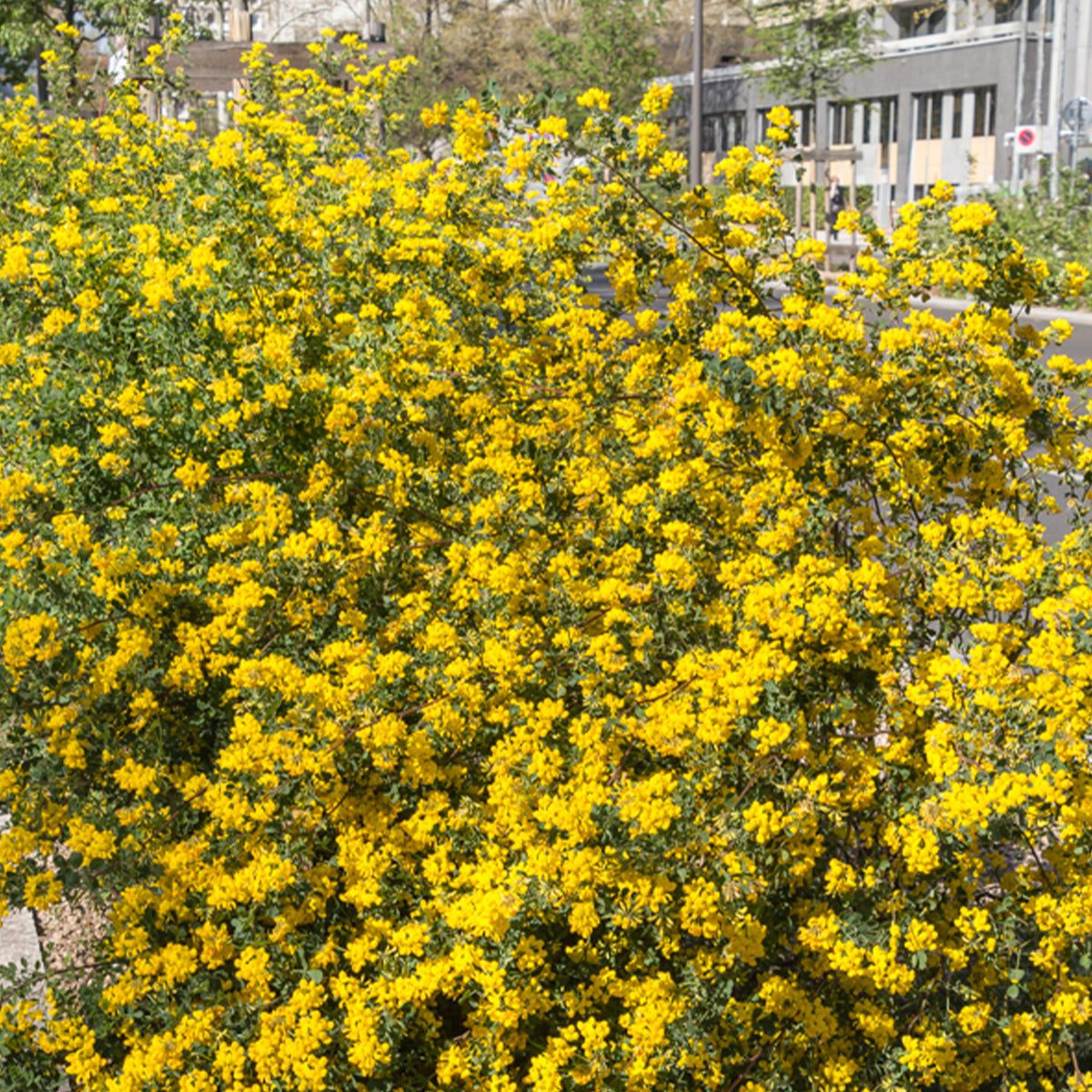Coronilla valentina glauca - Coronille glauque - Arbustes fleuris