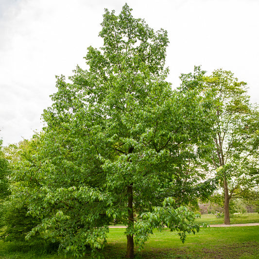 Charme houblon - Bakker
